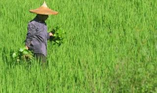 2022年晚立秋热死牛 2022年晚立秋热死牛